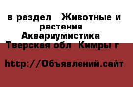  в раздел : Животные и растения » Аквариумистика . Тверская обл.,Кимры г.